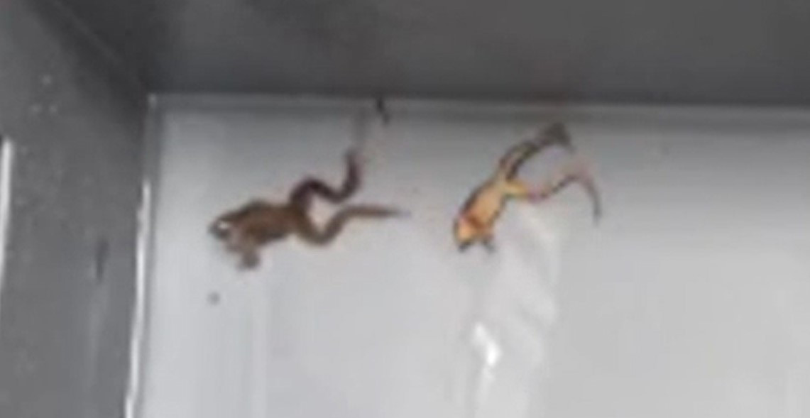 Metoda inedită prin care broaștele evită momentul împerecherii. Fenomenul este studiat de cercetători