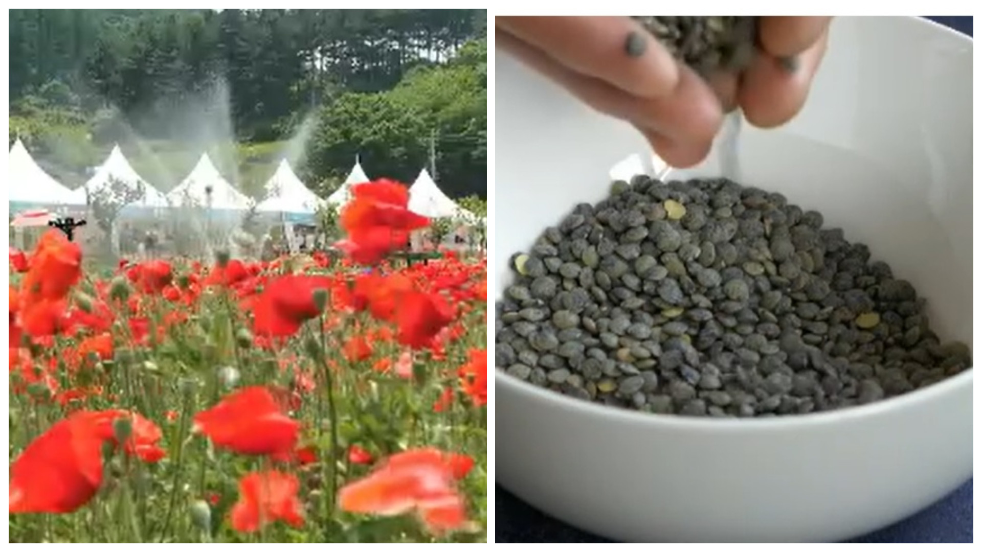 Peste 10.000 de kilograme de mac, în care s-au găsit alcaloizi de opiu, au fost retrase de pe piață