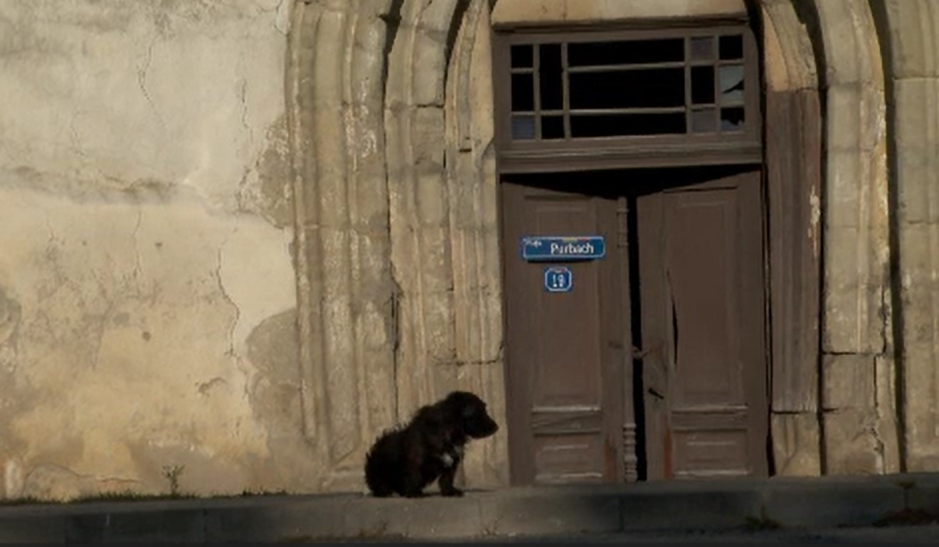 Loialitatea învinge moartea. Un câine își așteaptă zilnic, în același loc, stăpânul decedat în urmă cu trei ani