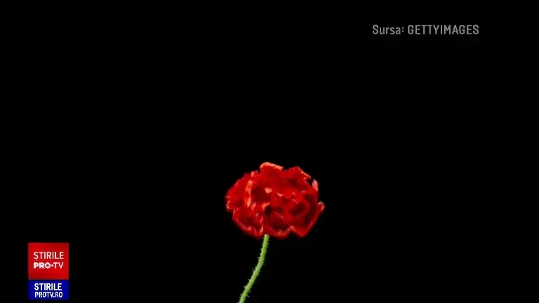 Peste 10.000 de kilograme de mac, în care s-au găsit alcaloizi de opiu, au fost retrase de pe piață