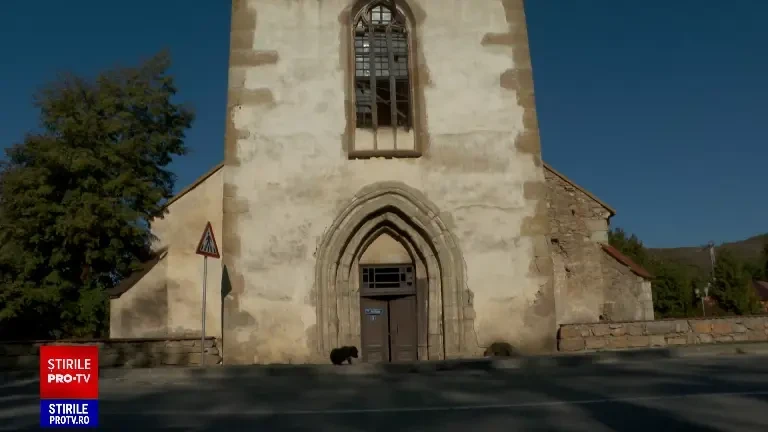 Loialitatea învinge moartea. Un câine își așteaptă zilnic, în același loc, stăpânul decedat în urmă cu trei ani