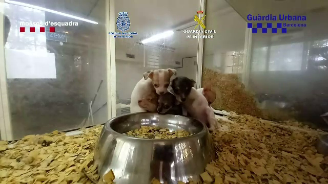 Trafic cu animale din Europa de Est, în Spania. Cum ajungeau patrupedele să fie vândute pe piața neagră