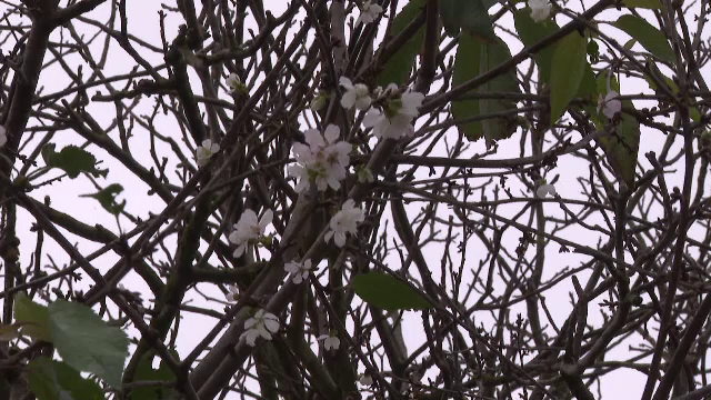 „M-am trezit cu pomul înflorit.” Primăvară în plină toamnă în mai multe sate din Oltenia