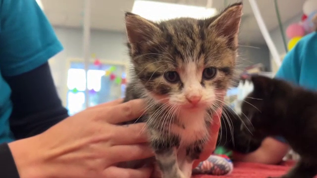 Câinele, prietenul pisicii. Un husky din Nebraska a donat sânge și a salvat o pisică de la moarte