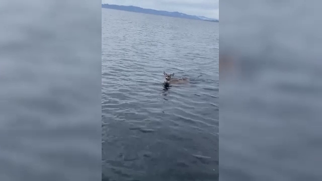 Căprioare salvate din apele înghețate ale unui lac. Imagini emoționante