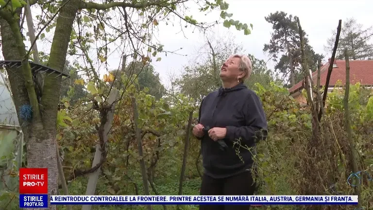 „M-am trezit cu pomul înflorit.” Primăvară în plină toamnă în mai multe sate din Oltenia