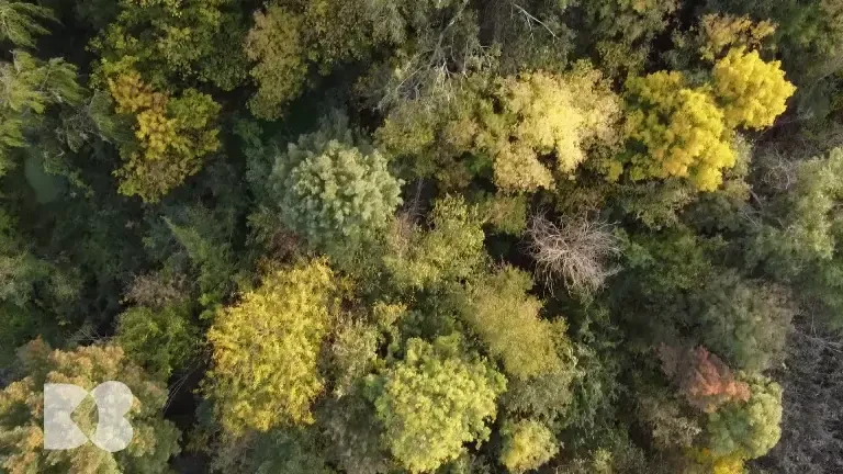 De ce nu este bine să mâncăm carne când ne curge nasul. Explicațiile medicilor