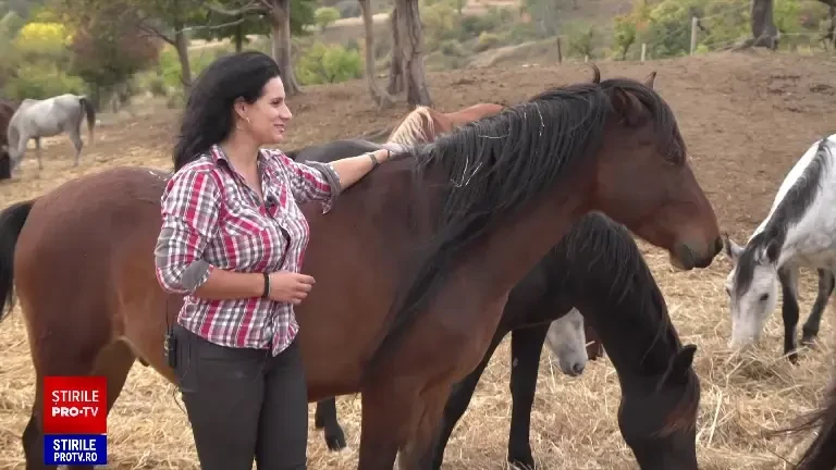 Un adăpost de cai din România luptă se zbate să supraviețuiască. Cum puteți ajuta animalele aflate în suferință
