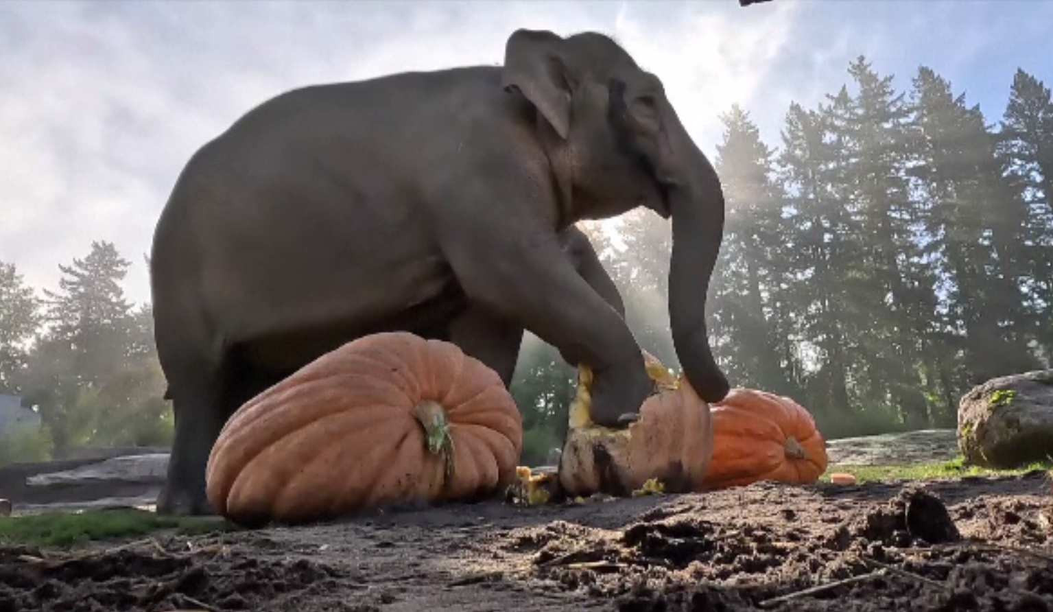 Festin cu dovleci pentru elefanții de la o grădină zoologică. Haloween-ul a venit mai devreme