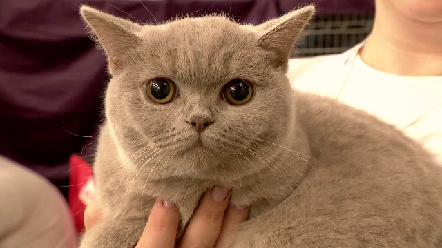 Peste 250 de pisici s-au întrecut într-un concurs de frumusețe în București. Care au fost cele mai apreciate feline