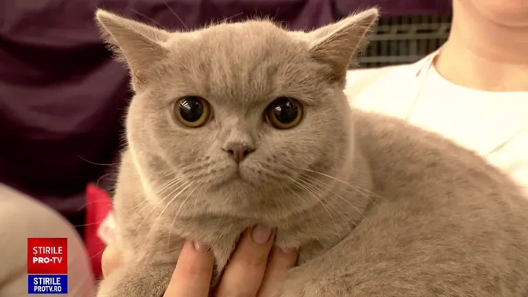 Peste 250 de pisici s-au întrecut într-un concurs de frumusețe în București. Care au fost cele mai apreciate feline