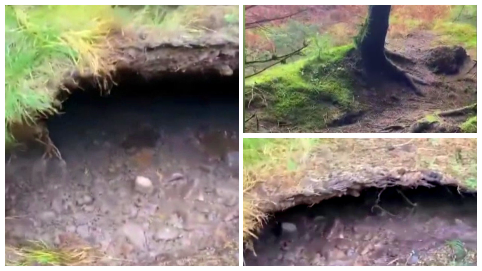 Imagini incredibile surprinse în Scoția. Solul unei păduri care „se mișcă precum marea”, filmat de un călător