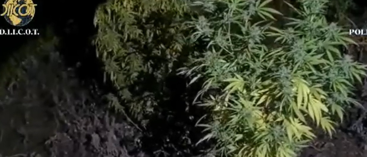 Peste 16 kilograme de canabis au fost găsite de procurorii DIICOT în casa unor indivizi