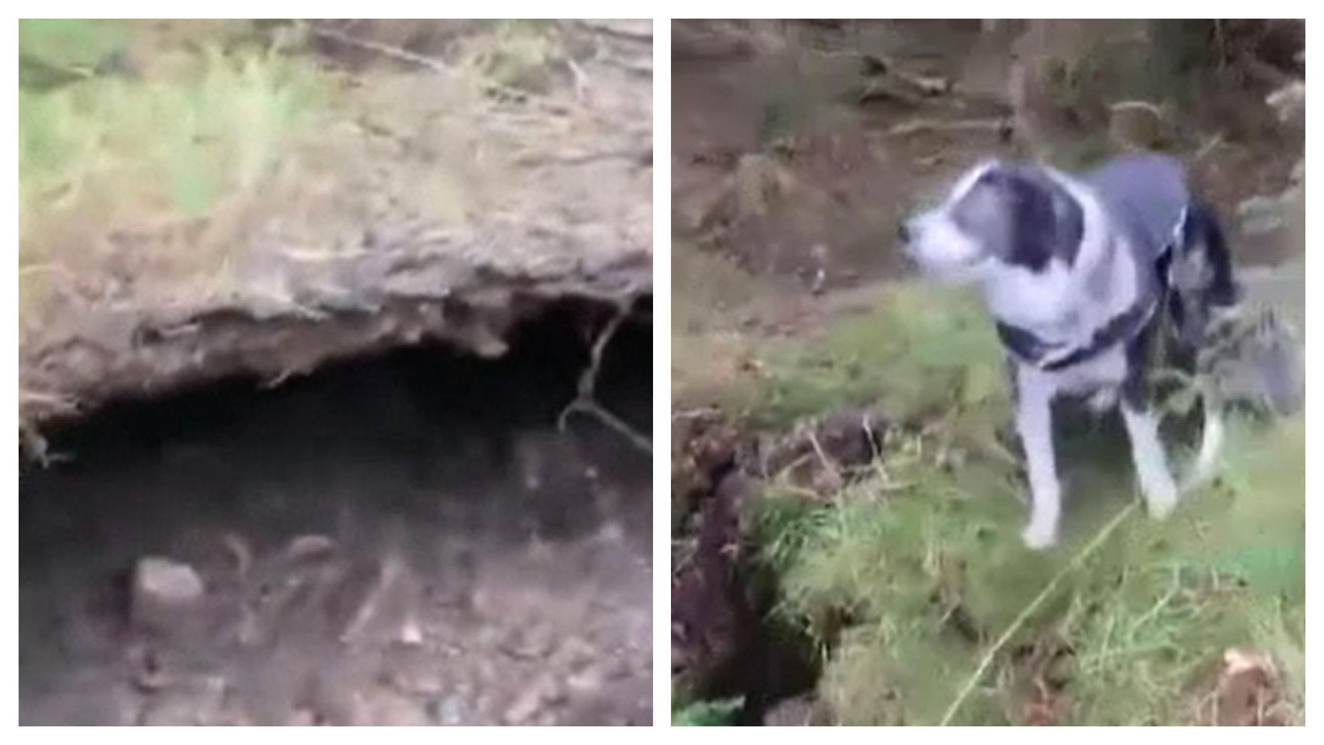 Vântul puternic a generat un fenomen ciudat în Scoția. Un câine a fost luat pe pus cu tot cu pământul de sub el