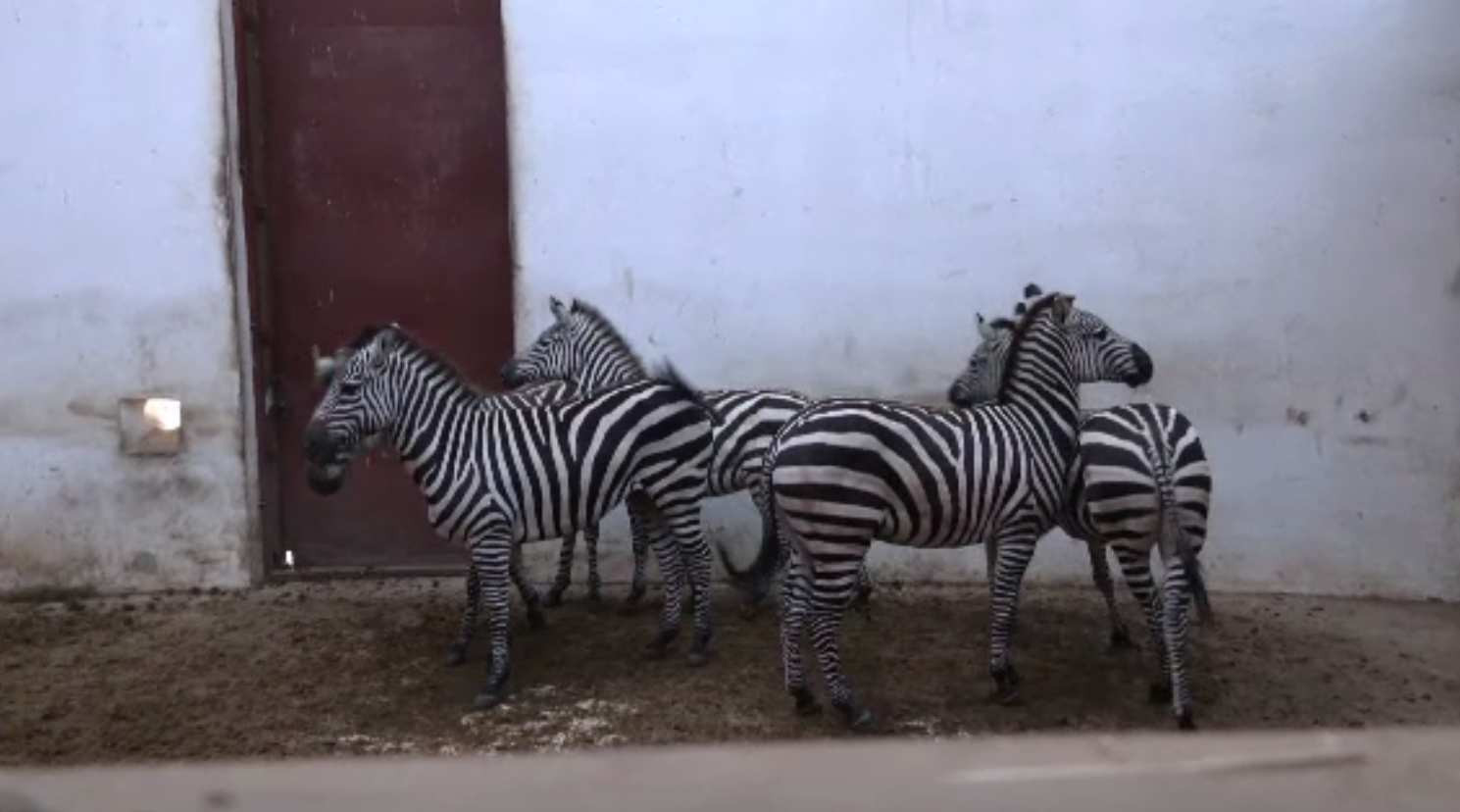 Zebrele, vedete ale Grădinii Zoologice din Târgu Mureș. Au ajuns tocmai din Olanda