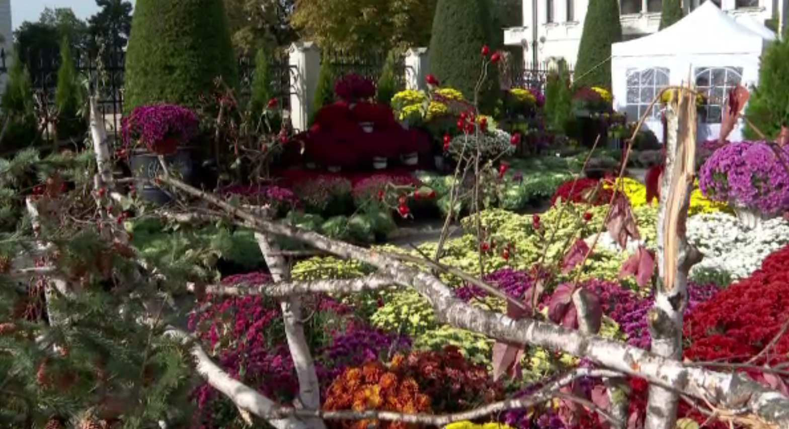 Festivalul florilor de toamnă, în zeci de culori și nuanțe. Crizantema e vedeta expoziției