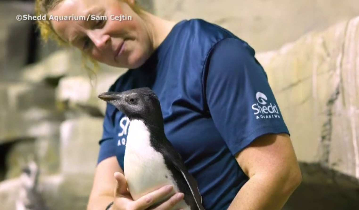 Prima lecție de înot pentru un pinguin cu creastă, de la acvariul din Chicago | VIDEO