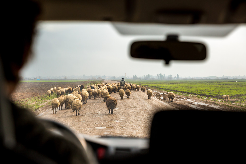 Un șofer a spulberat cu mașina un cioban cu o turmă de oi, în Cluj. Bărbatul și opt animale au murit