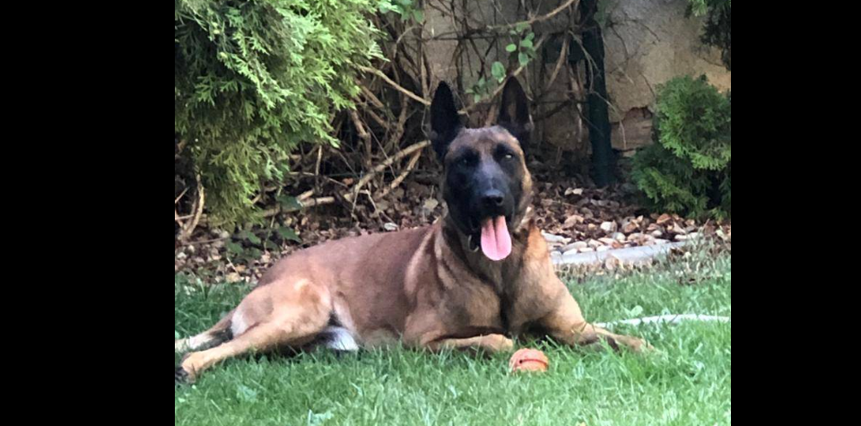 Cultură de cannabis în mansarda unei locuințe din Satu Mare, descoperită cu ajutorul câinelui Athos