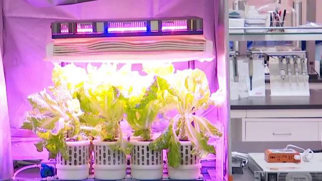 Agricultură în spațiu. Astronauții chinezi au cultivat legume într-o încăpere a stației spațiale