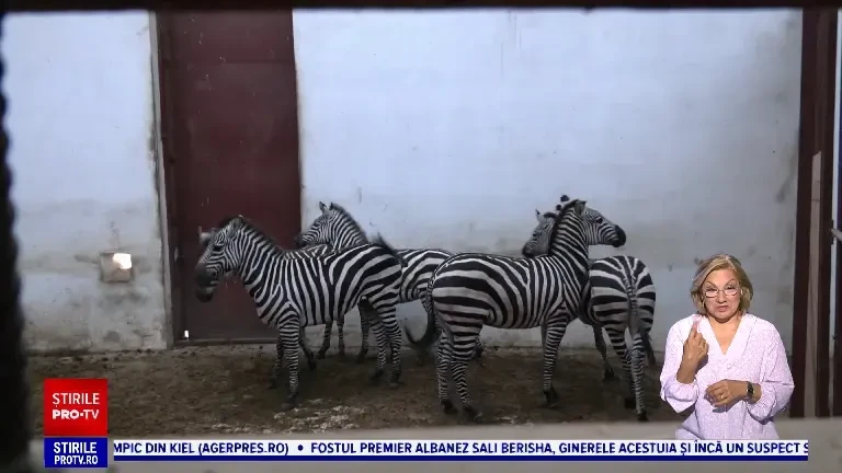Zebrele vedete ale Grădinii Zoologice din Târgu Mureș. Au ajuns tocmai din Olanda