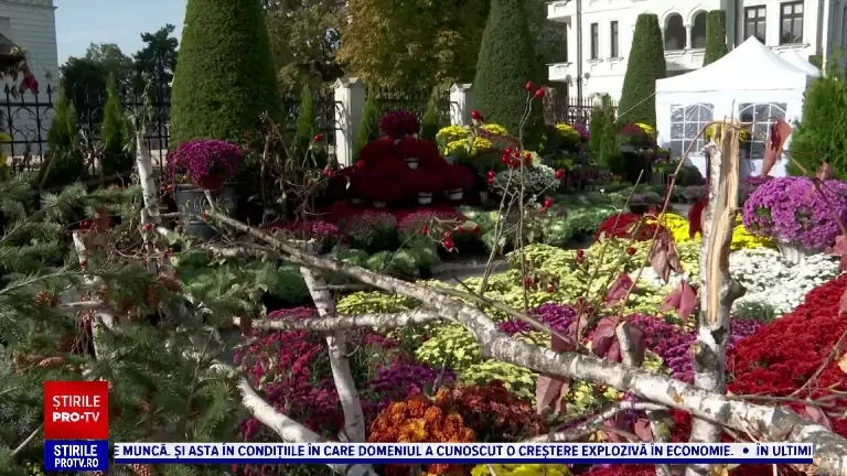 Festivalul florilor de toamnă, în zeci de culori și nuanțe. Crizantema e vedeta expoziției