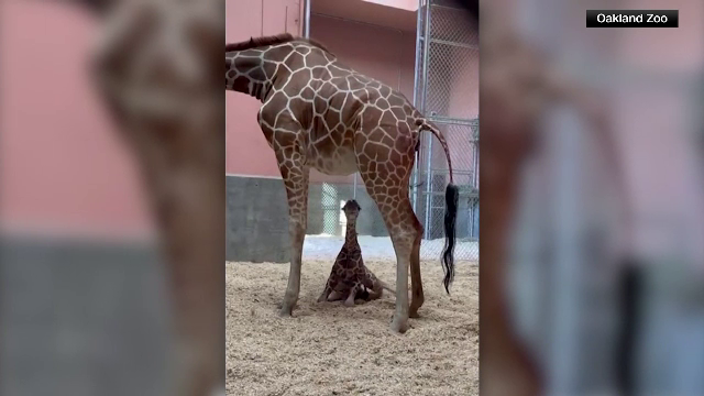 Familia de girafe de la grădina zoologică din California s-a mărit. Cum arată Kendi, o femelă de 70 de kilograme