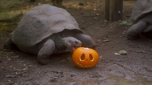 Pregătiri intense pentru Halloween la grădina zoologică din Londra. Animalele testează dovlecii