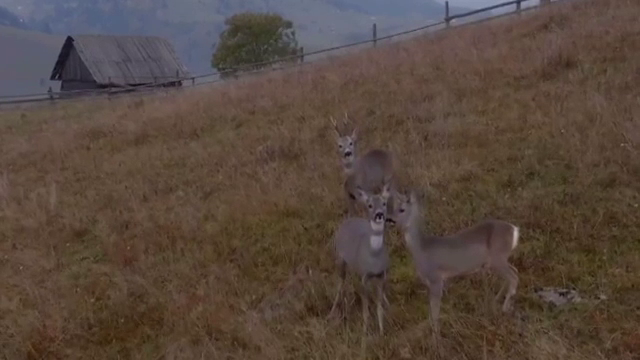 Imagini inedite în Suceava. Căprioare, filmate cu o dronă în timp ce explorau curtea unor oameni