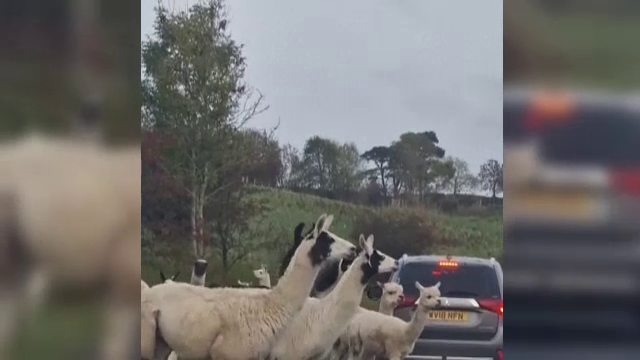 O turmă de lame și alpaca a blocat traficul în Marea Britanie. Cum au scăpat animalele de la fermă