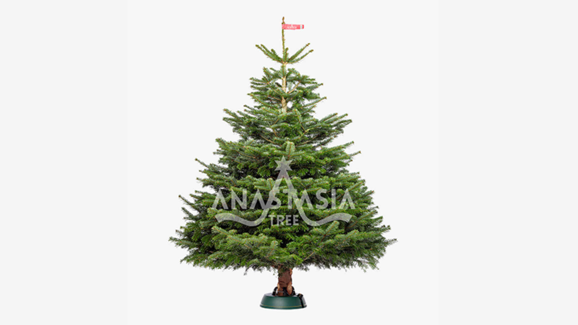 (P) Brazi naturali înalți pentru spații publice sau private