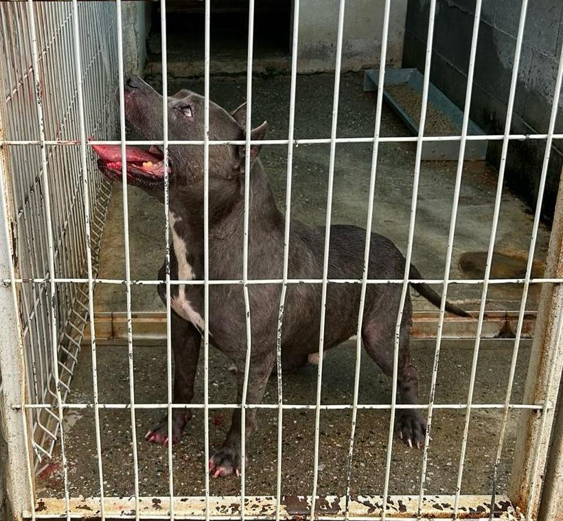 Un câine Amstaff a scăpat pe geamul unei locuinţe şi a muşcat doi clienţi ai unei terase, în Arad