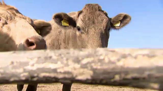 Ferme închise și lapte românesc prea puțin. 70% din necesarul de lapte și de produse lactate vine din import