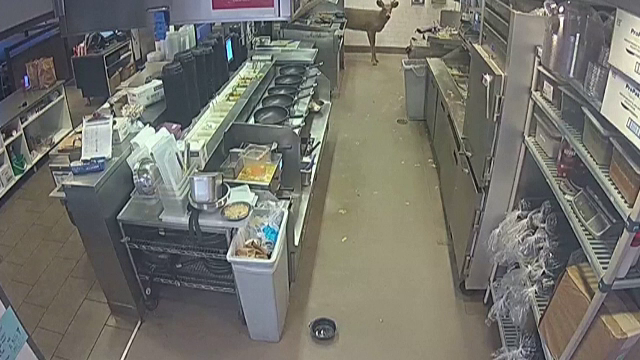 Momentul în care un cerb intră nestingherit într-un restaurant și sperie clienții. Nimeni nu a fost rănit | VIDEO