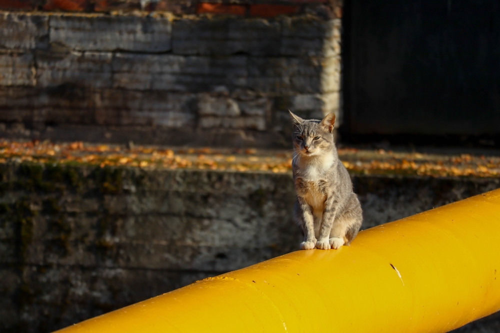 Cum a ajuns să plătească o familie peste 20.000 de euro, factura la gaz. Ar fi implicată pisica din casă