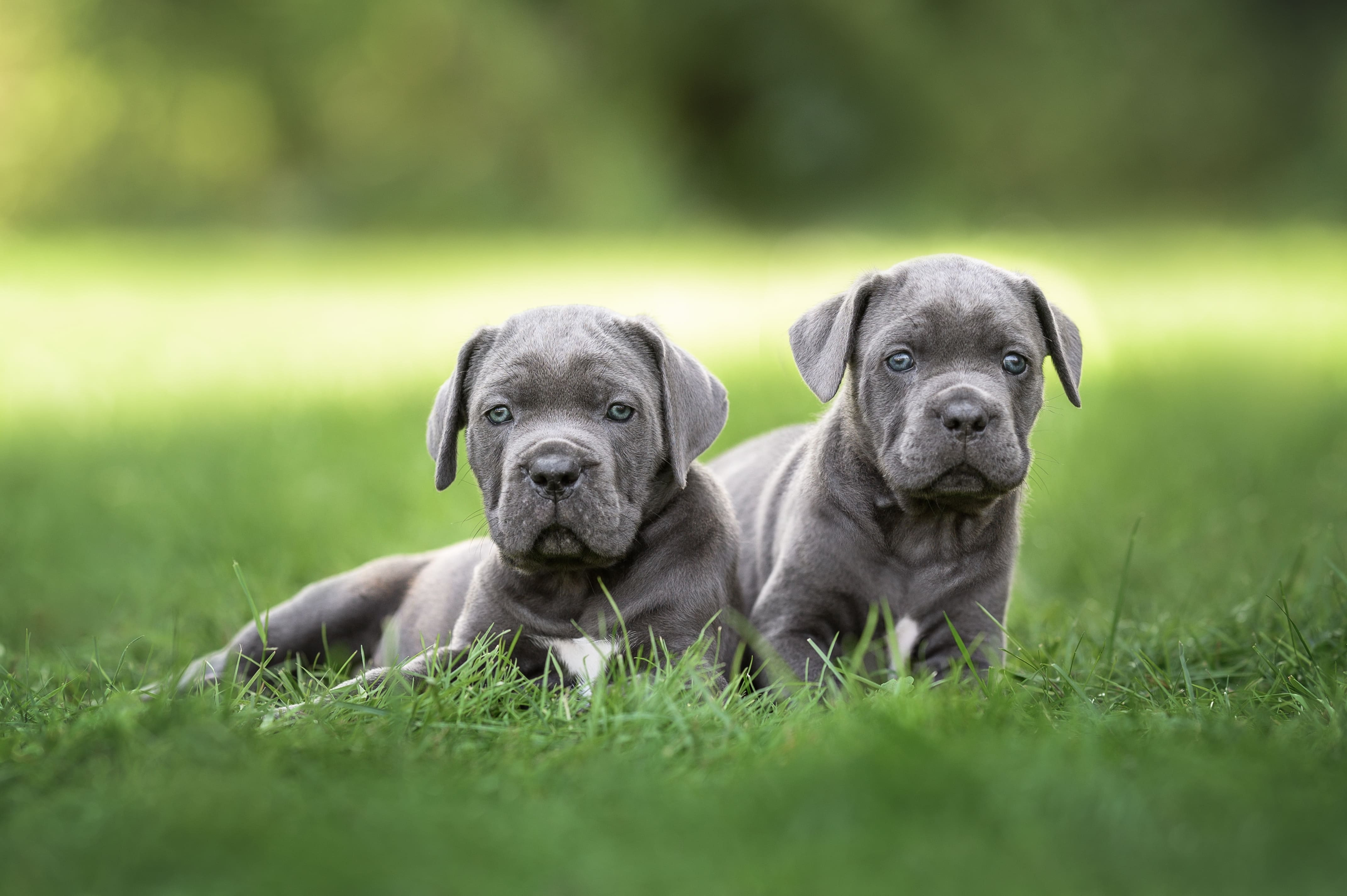 cane corso