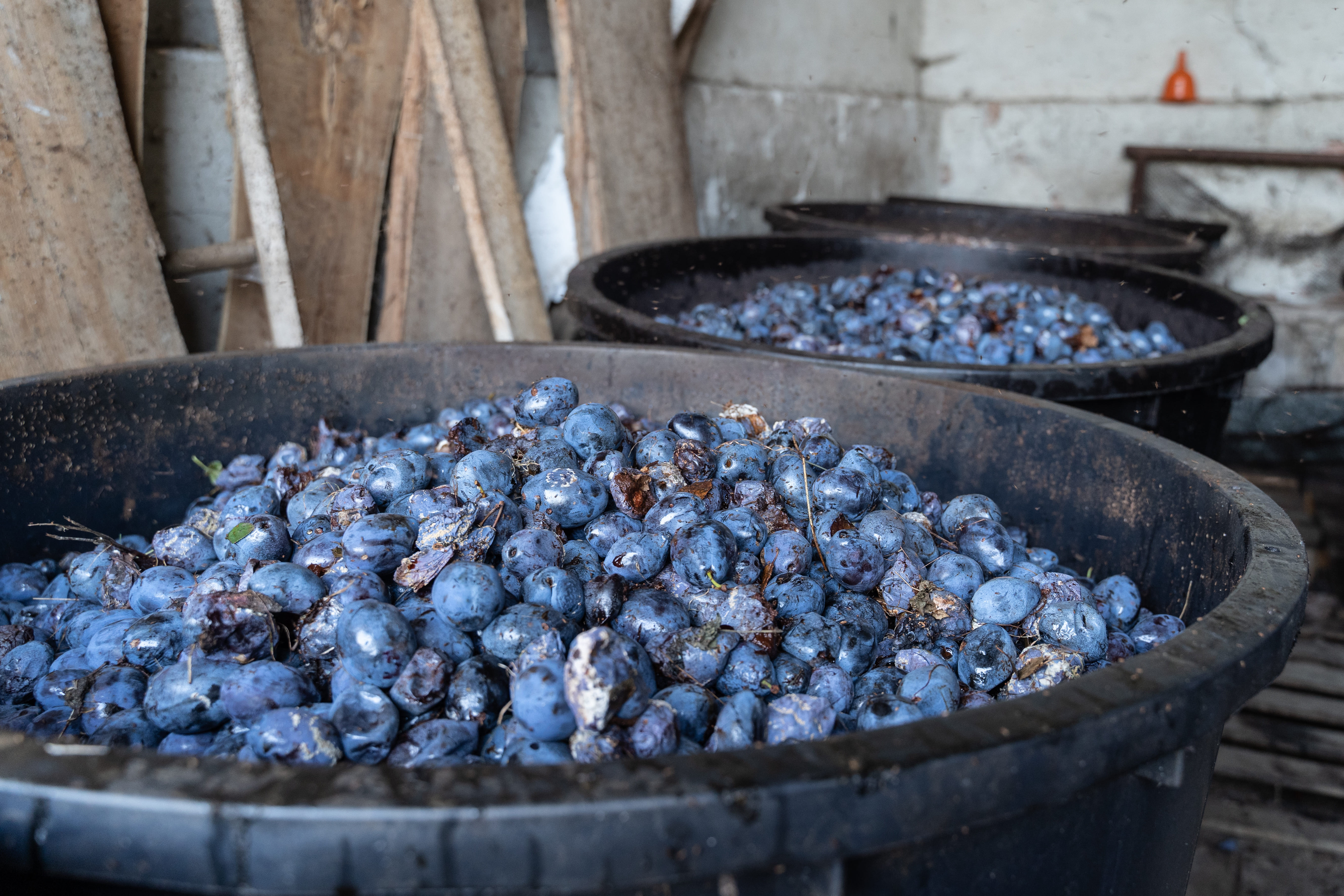 A început culesul prunelor. Chiar și pe secetă, România poate produce în jur de 80 de milioane de litri de țuică