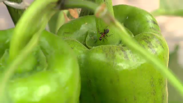 Fermierii au apelat la noi soluții pentru a-și proteja culturile și a hrăni pământul: insecte, viermi și bacterii