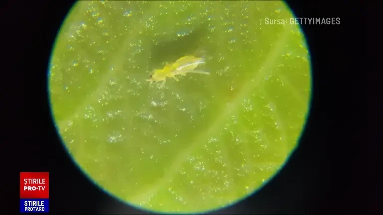 Fermierii au apelat la noi soluții pentru a-și proteja culturile și a hrăni pământul: insecte, viermi și bacterii