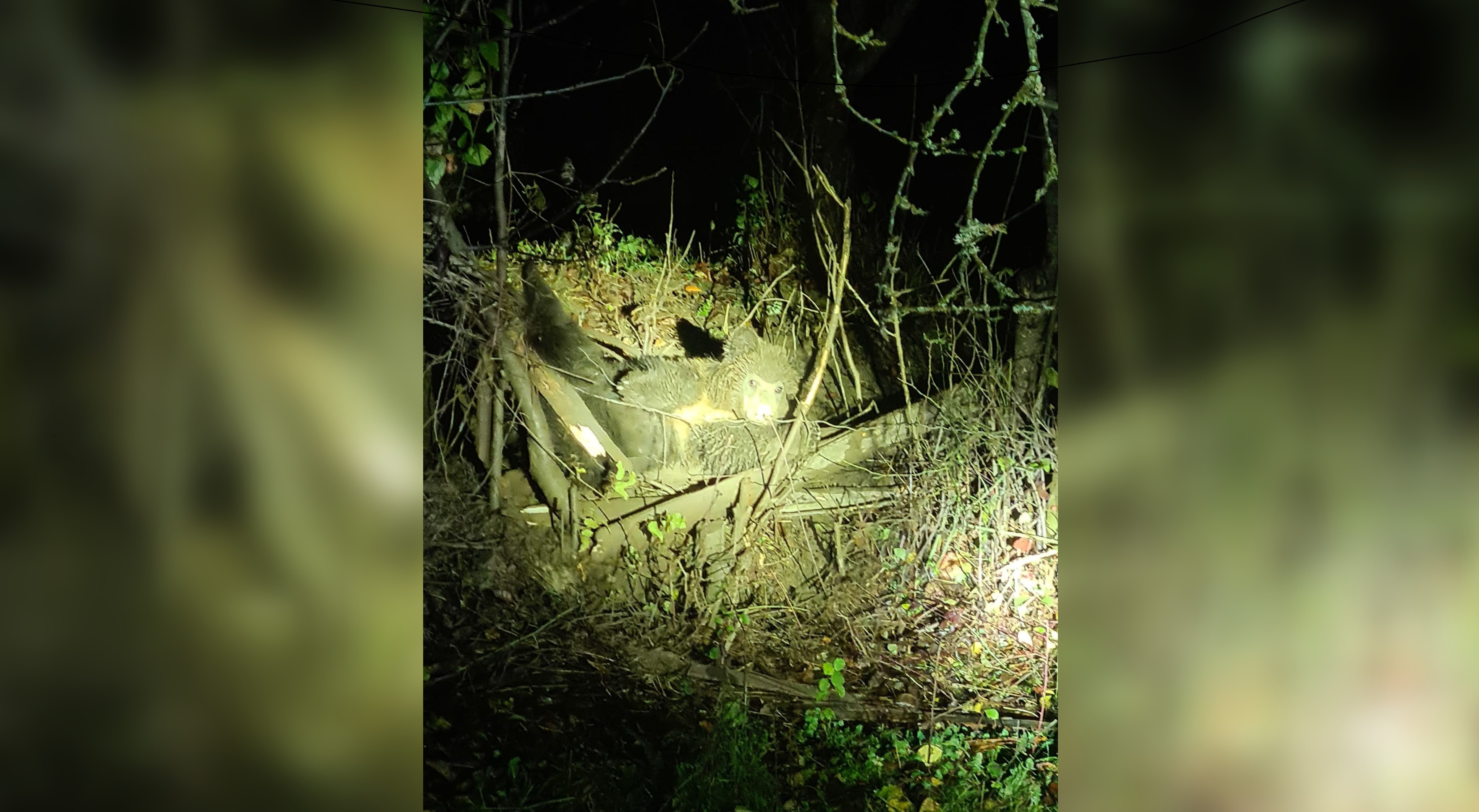 Un urs prins într-un gard de sârmă în Alba a fost eutanasiat. Capcana a fost pusă intenţionat