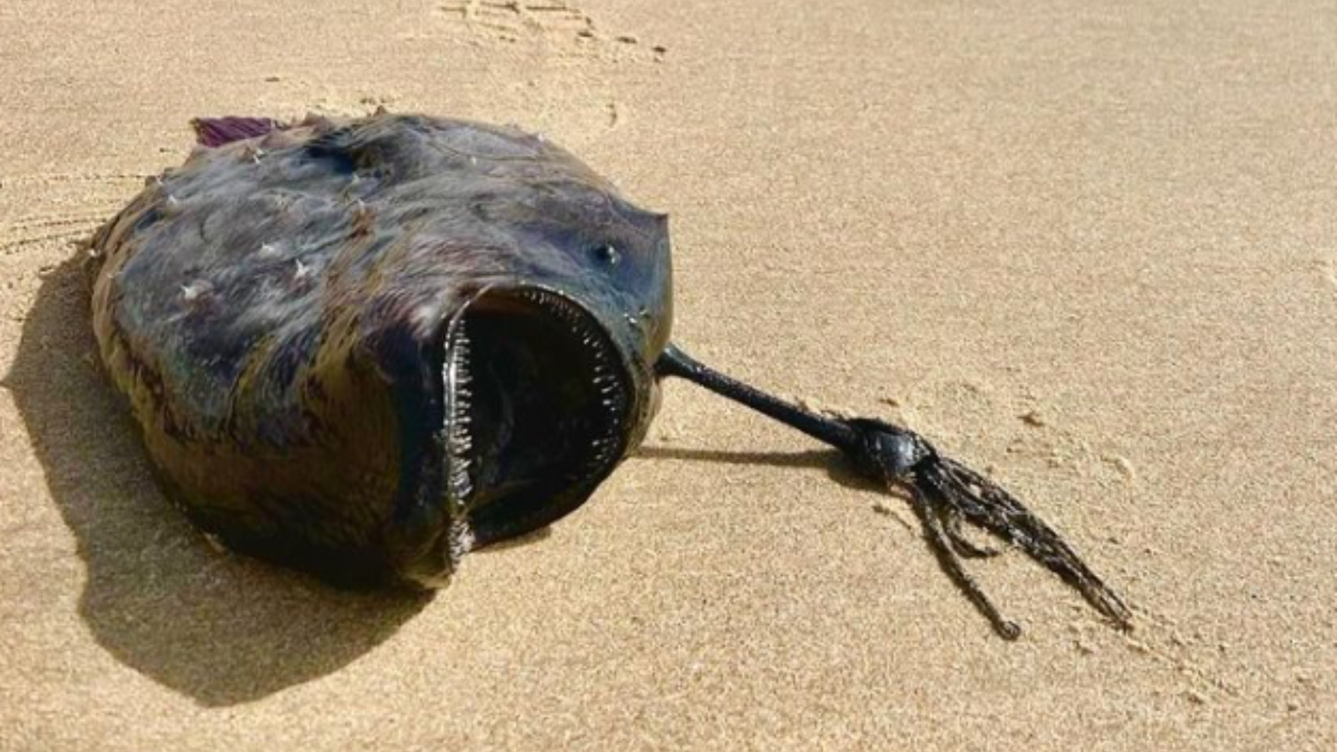 Creatura marină asemănătoare unui extraterestru, descoperită pe o plajă populată. Poate înghiți animale de mari dimensiuni