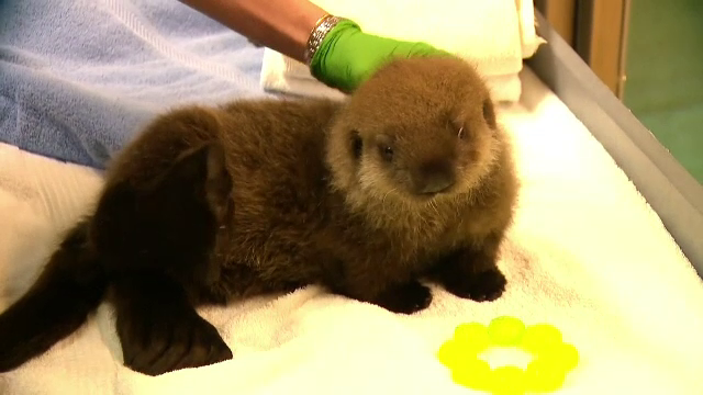 Un pui de vidră a ajuns la grădina zoologică din Minnesota, după ce o orcă i-a ucis mama