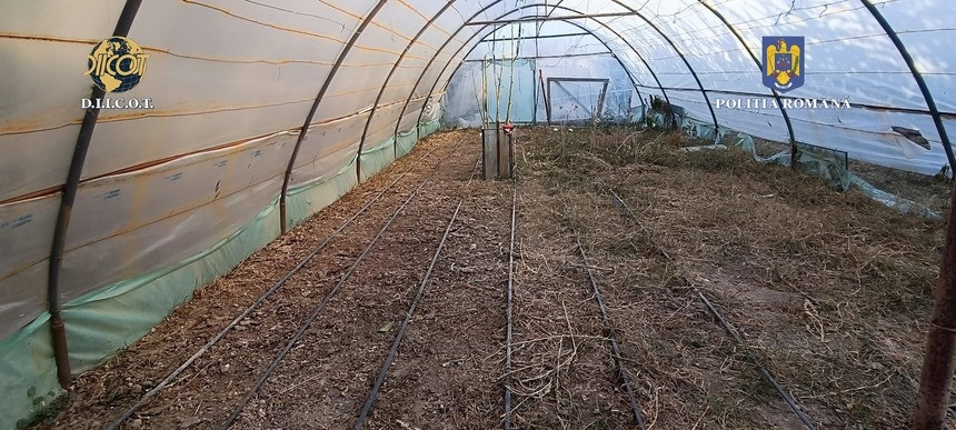 O reţea de traficanţi de cannabis, destructurată de DIICOT. Mai mulți suspecți prinşi în flagrant în Dâmbovița