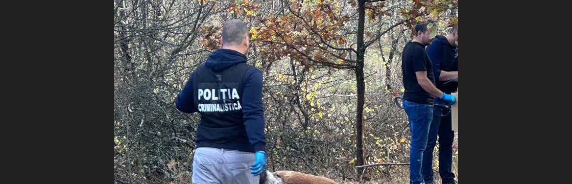 Cadavrele a 23 de câini, găsite pe un drum forestier din comuna Câlnic. Poliţiştii fac cercetări