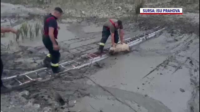 Misiune neobișnuită pentru pompierii prahoveni. Cum au reușit să salveze 10 oi împotmolite în noroi