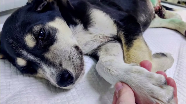 Târg caritabil la Iași. Sute de iubitori de animale au avut ocazia să facă o faptă bună. „Mi-am dorit foarte mult să ajut”