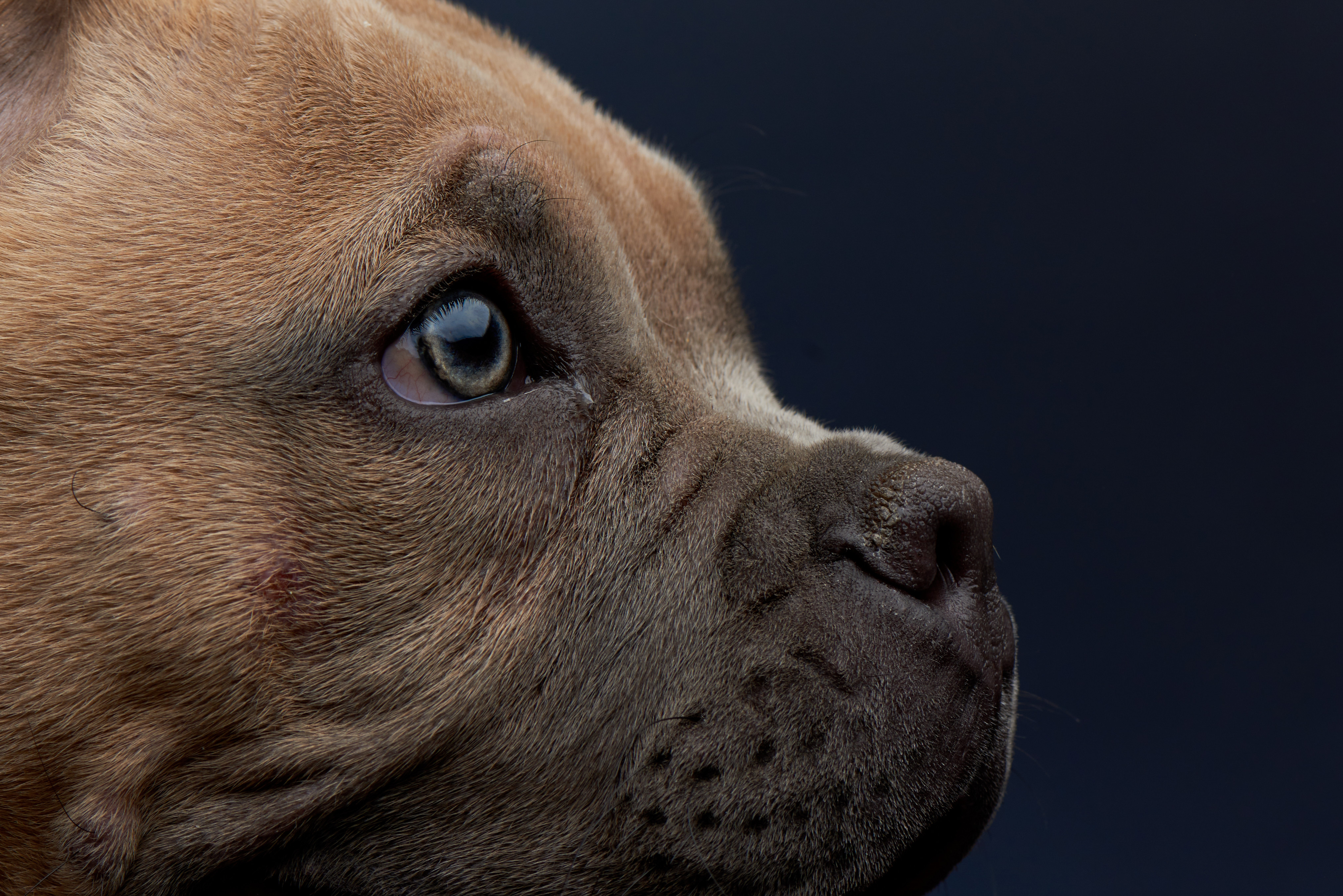 Rasa de câine care va fi interzisă într-o țară europeană din 31 decembrie. Statul oferă bani pentru eutanasiere