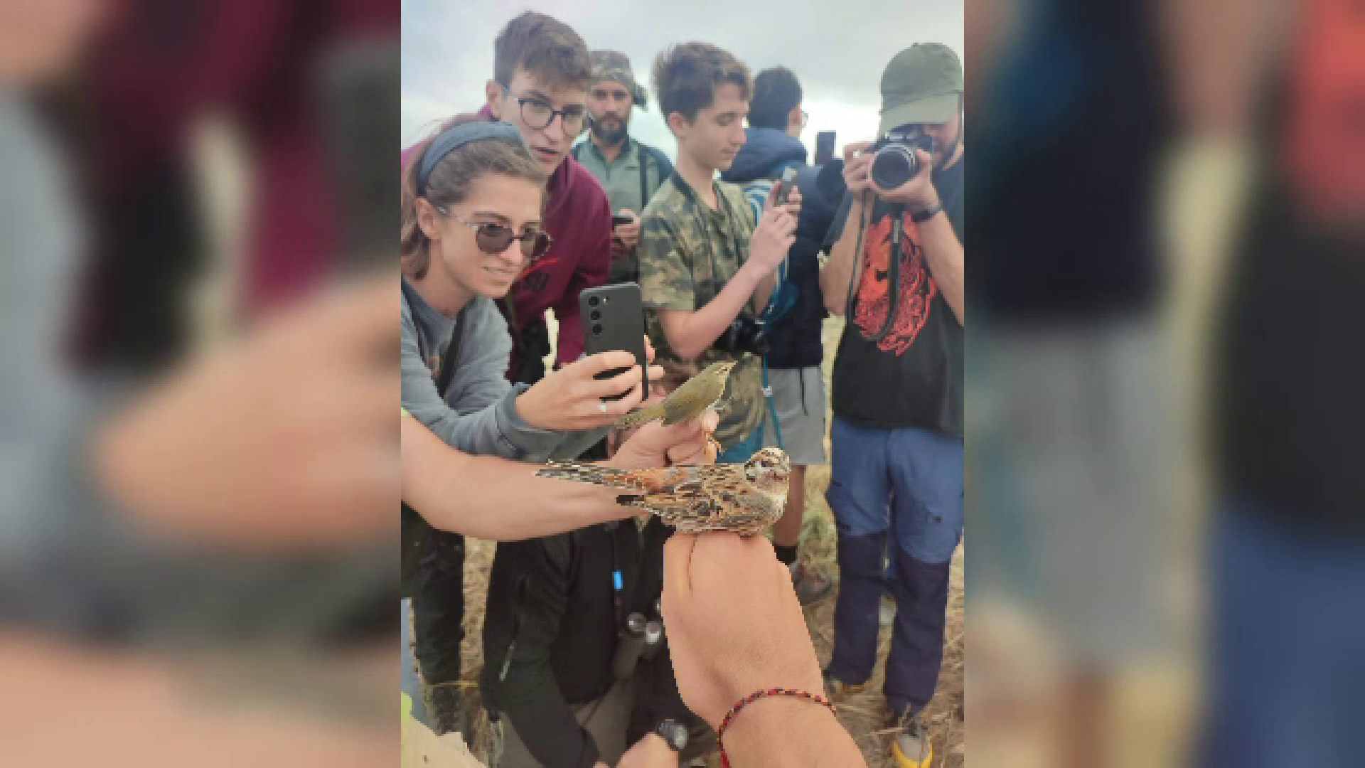 O pasăre nemaivăzută în România a fost descoperită în Constanța. Cum arată pitulicea măslinie. GALERIE FOTO