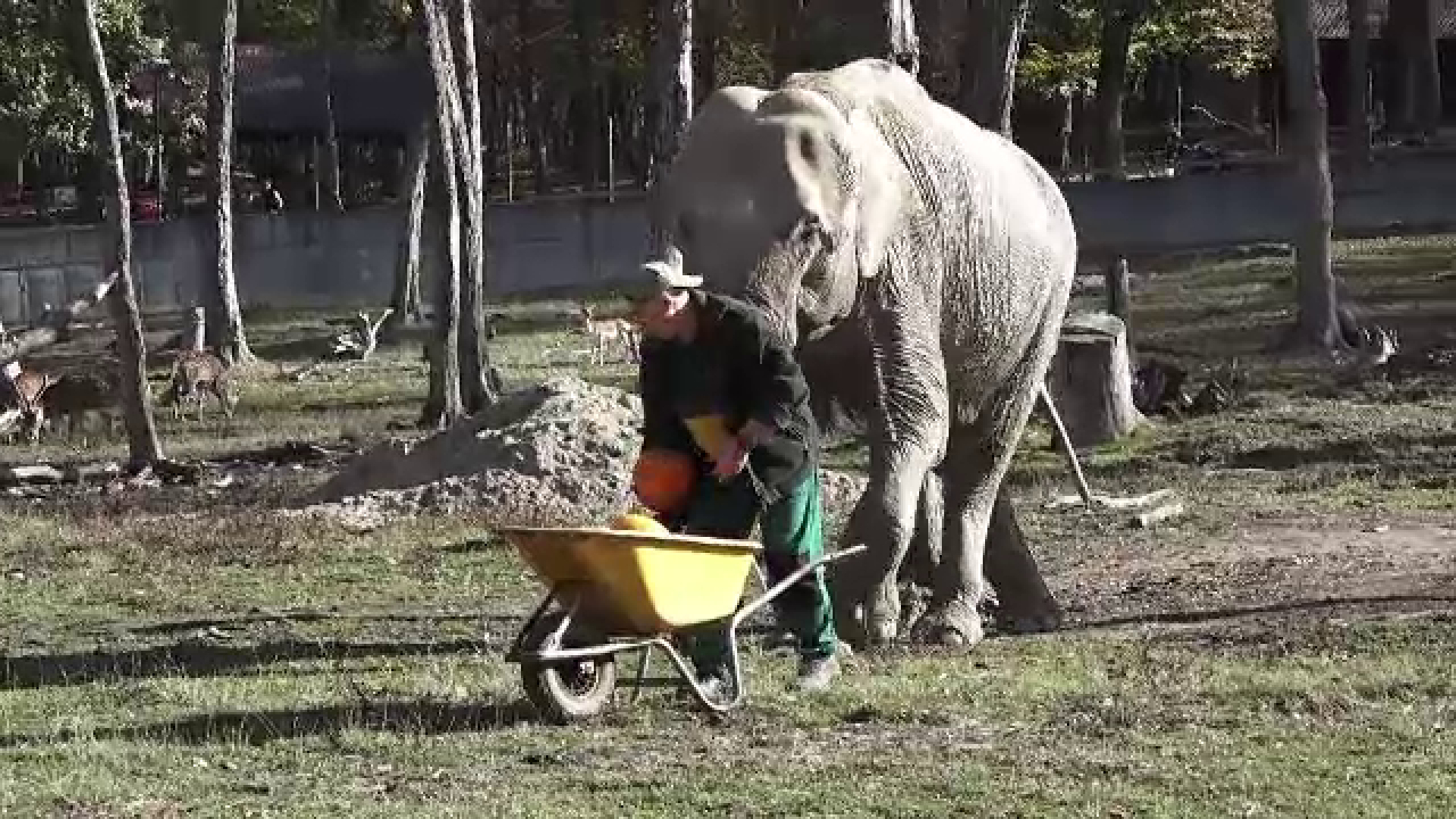 A fost Halloween și pentru animalele de la zoo din Tg. Mureș. Cum au reacționat leii când au primi dovleci sculptați