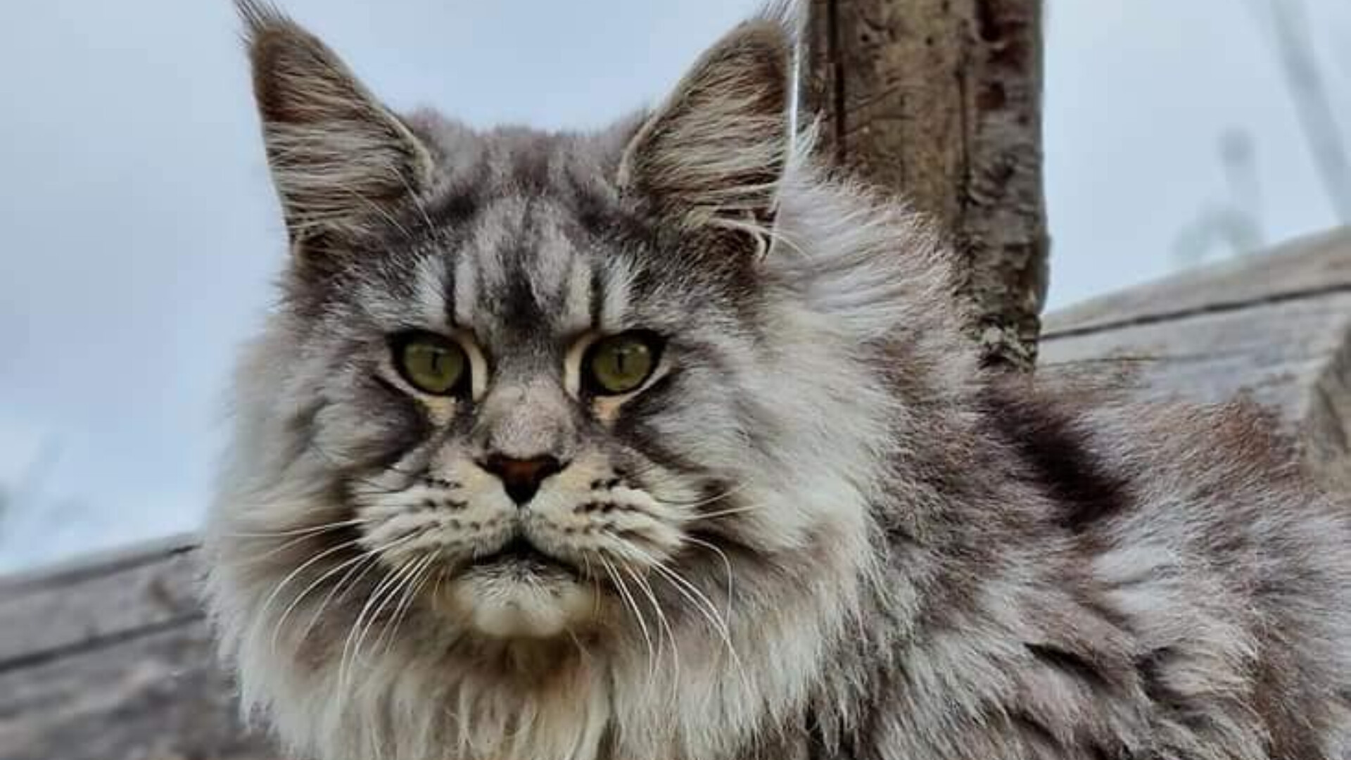 World Winner 2023 | Cum arată cel mai frumos motan din lume. Elros este născut și crescut în România